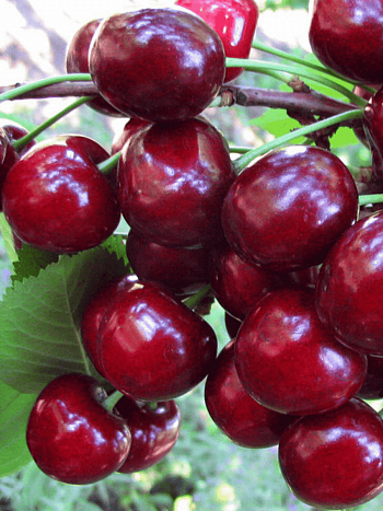 Вишня Жуковская