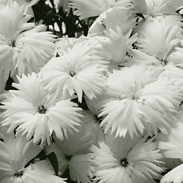 Гвоздика китайская Diana White