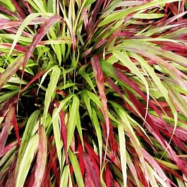 Хаконехлоа большая Beni Kaze