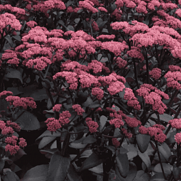 Очиток телефиум Purple Emperor