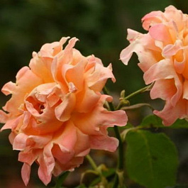 Роза Раффлс флорибунда Саммэ Раффлс