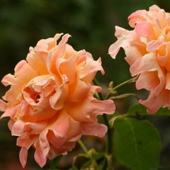 Роза Раффлс флорибунда Саммэ Раффлс