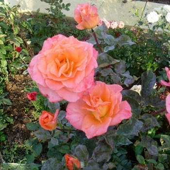 Роза чайно-гибридная Карлита (Rose Carlita)