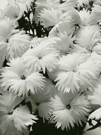 Гвоздика китайская Diana White