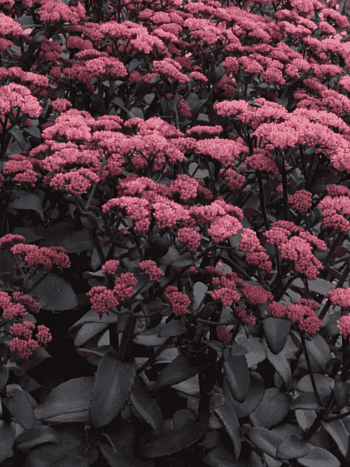 Очиток телефиум Purple Emperor