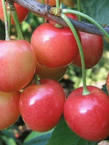 Черешня Юлия