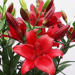 Лилия ЛА-гибрид Армандейл