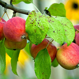 Яблоня Алтайское пурпурное