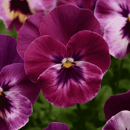 Виола рогатая Sorbet Rasberry