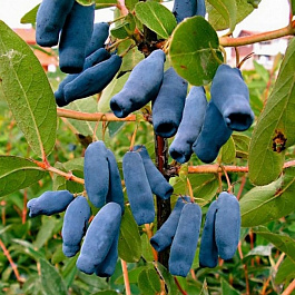 Жимолость съедобная Славянка 