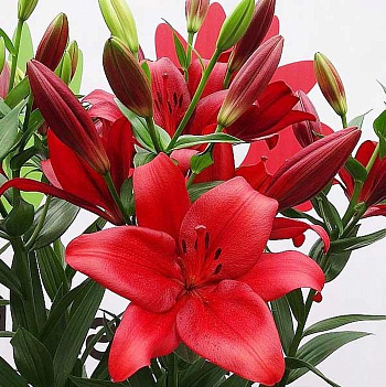 Лилия ЛА-гибрид Армандейл