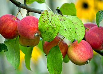 Яблоня Алтайское пурпурное