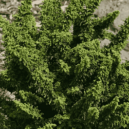 Кипарисовик тупой Teddy Bear