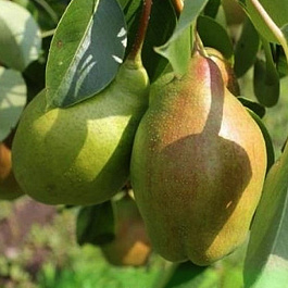 Груша плодовая Чудесница