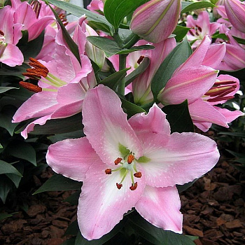 Лилия восточная горшечная Сувенир