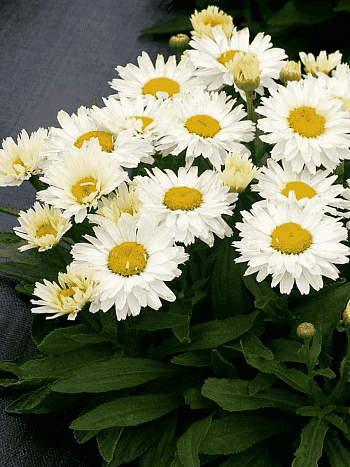 Нивяник наибольший Madonna