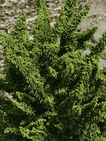 Кипарисовик тупой Teddy Bear