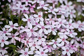 Флокс Шиловидный Apple Blossom