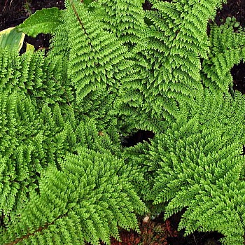 Многорядник щетинконосный Plumoso densum