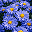 Астра кустарниковая Early Blue