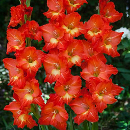 Гладиолус крупноцветковый Никита