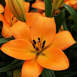 Лилия ЛА-гибрид Наварин