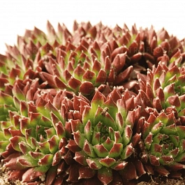 Молодило гибридное Ultraturmaline