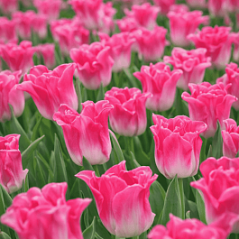 Тюльпан Crown Of Dynasty