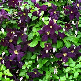 Клематис крупноцветковый Романтика Клематис крупноцветковый Романтика