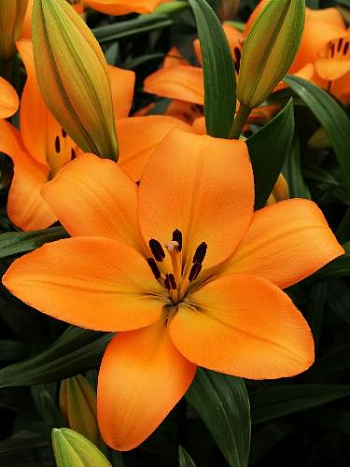 Лилия ЛА-гибрид Наварин