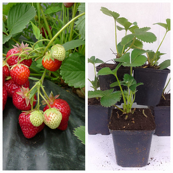 Земляника садовая Хоней НАБОР 5ШТ