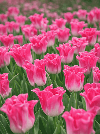 Тюльпан Crown Of Dynasty