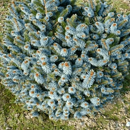 Ель ситхинская