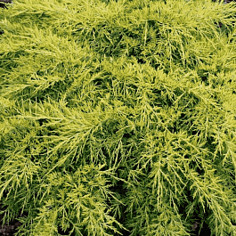 Можжевельник средний King of Spring