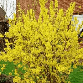 Форзиция промежуточная Lynwood