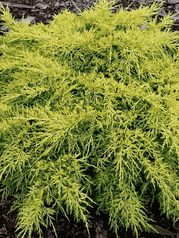 Можжевельник средний King of Spring