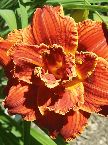 Лилейник Paprica Flame