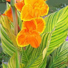 Канна Пёстролистная Претория