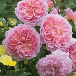 Роза Английская кустовая Anne Boleyn