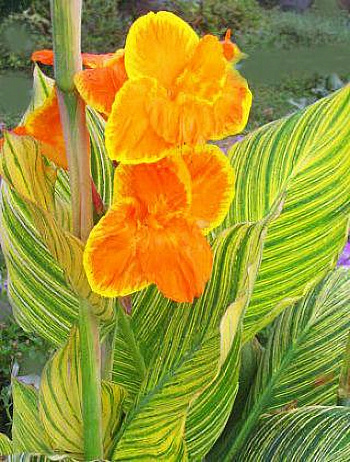 Канна Пёстролистная Претория