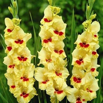 Гладиолус крупноцветковый Албандейра