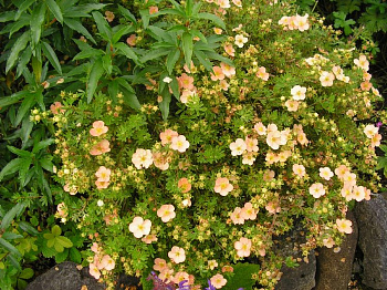 Лапчатка кустарниковая Дейдаун