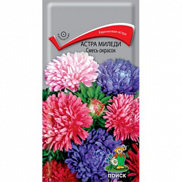 Астра миледи Смесь окрасок
