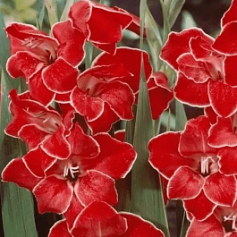 Гладиолус  Atom