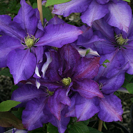 Клематис крупноцветковый Даниэль Деронда