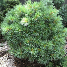 Сосна Веймутова Блю Шэг