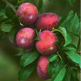 Слива русская (Алыча) Генерал