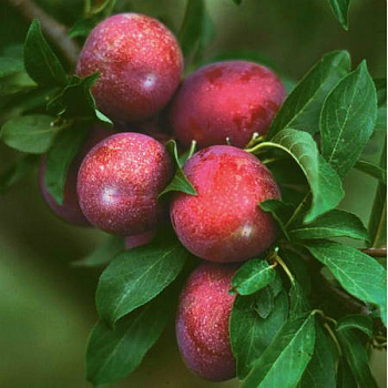 Слива русская (Алыча) Генерал