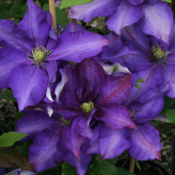 Клематис крупноцветковый Даниэль Деронда