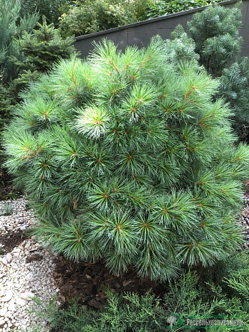 Сосна Веймутова Блю Шэг